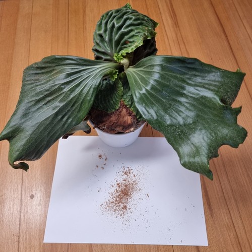 Platycerium madagascariense - ,