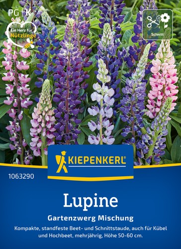 Lupine gartenzwerg mischung - lupine,