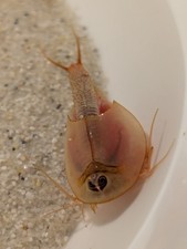 Triops Longicaudatus