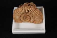 Ammonit(Dactyloceras)*Bayern*in Kleinstufen-Dose*Fossil*Versteinerung*