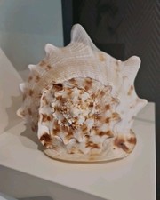 CASSIS CORNUTA ~ Große Meeresschnecke Muschel Gehörnte Helmschnecke Sturmhaube 