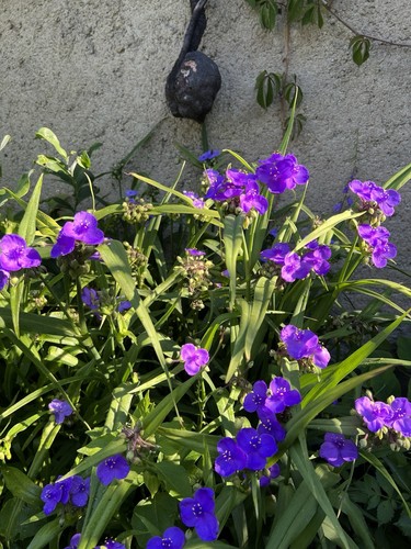 Stück dreimasterblume - 3-6,
