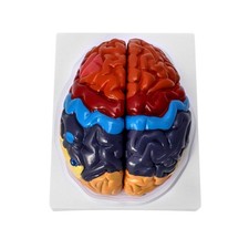 Anatomisches Gehirn Modell