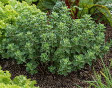 Sale947 syrischer oregano - sale947,