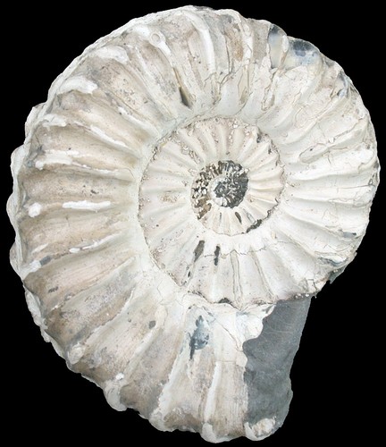 Lias pleuroceras spinatum - pleuroceras,