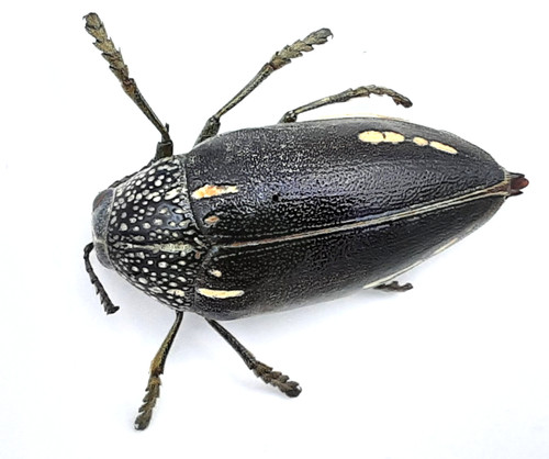 Buprestidae sternocera - buprestidae,,