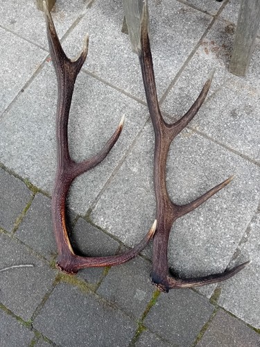 Abwurfstangen rothirsch - abwurfstangen,