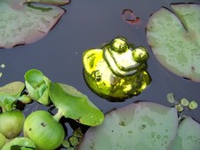 Schwimmfrosch grün glänzend