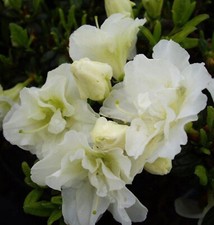 Japanische Azalee Rhododendron