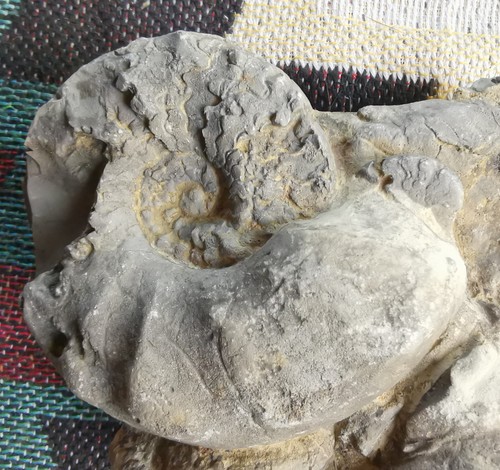 Großes ammonit fossil - großes,