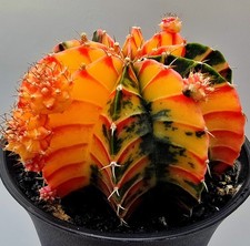 Kräftiger Ausgefallener