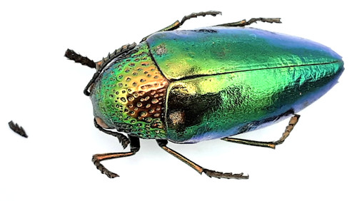 Buprestidae sternocera - buprestidae,,