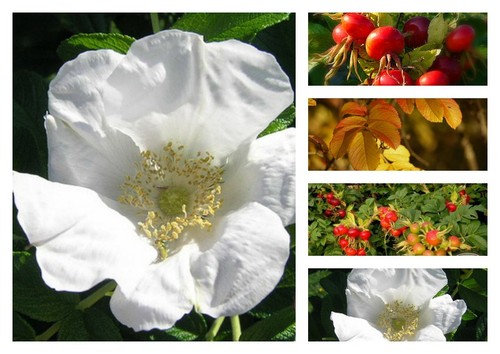 Rosa rugosa alba weiße - rosa, ‘alba’~weiße