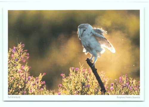 Postkarte schleiereule - ak,