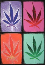 CANNABIS MARIHUANA MARIJUANA