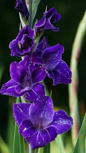 Zwiebeln blaue sumpf gladiole - zwiebeln, sumpf-gladiole