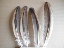 4 braun-bunte Pfauenfedern 