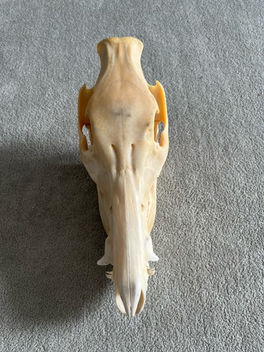 Tierschädel wildschwein - tierschädel,