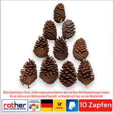 10x Tannenzapfen Pinus