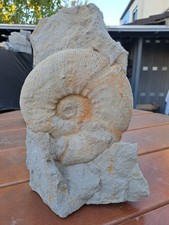 Großer Ammonit Fossil 23cm