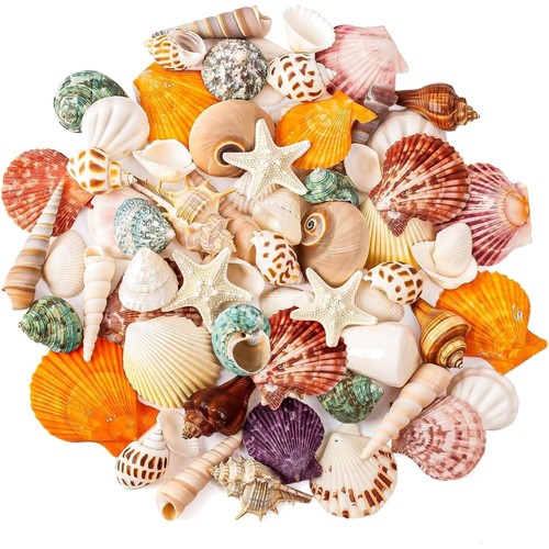 Muschel set natur muscheln - muschel,