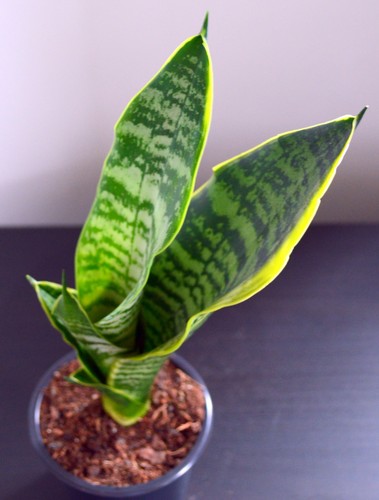 Sansevieria trifasciata golden - sansevieria,
