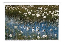 Ansichtskarte / Natur / Arktisches Wollgras auf Baffin Island / Kanada