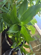 Variegated Green fast grower