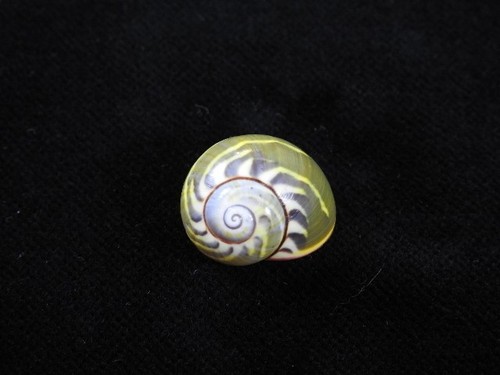 Landschnecke polymita - landschnecke,
