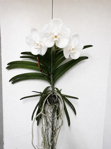 Vanda orchidee - (◕‿◕)\@,