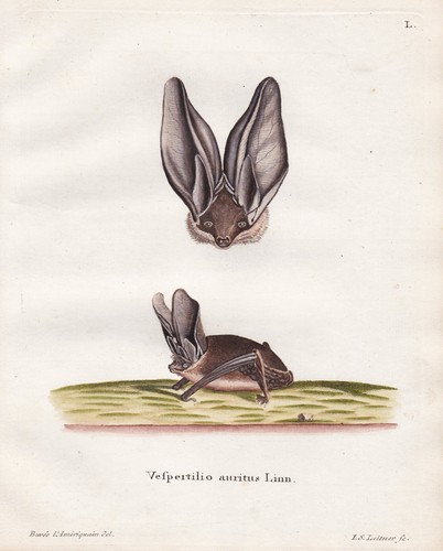 Langohrfledermäuse long eared - langohrfledermäuse, long-eared