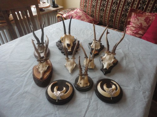 Konvolut jagdtrophäen - konvolut, 10