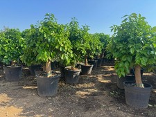 Grapefruit - Citrus Paradisi -