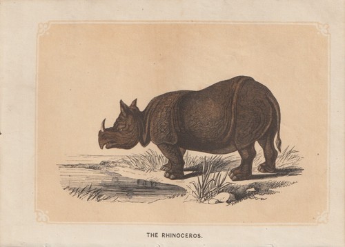 Panzernashorn rhinoceros - panzernashorn, (rhinoceros