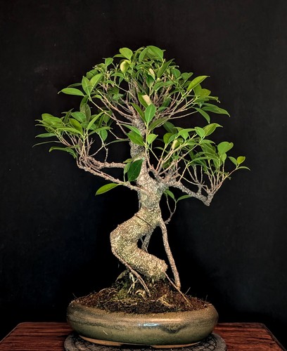 Bonsai chinesische feige - bonsai,