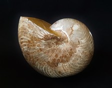 Cymatoceras 2,4 kg Jura