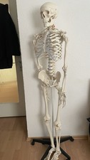 Anatomiemodell- Lebensgroßes Skelett ca. 170–180 cm auf Rollständer