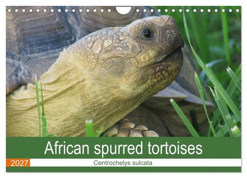 African spurred tortoises