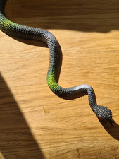 Realistische Schlange 45cm Fake Reptil Spielzeug Deko Halloween Streich