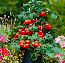 🍅 10 Samen Balkontomate "Bonsai",  Samenfest