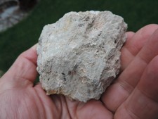 versteinertes Holz (fluoritisiert) - Dadoxylon sp. aus Chemnitz in Sachsen