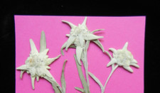 3x echtes Edelweiß ,gepreßt