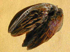 Flügelpaar F a s a n e n h a