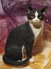 Katze Großfigur "CAT SITTING