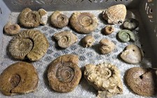 Fossiliensammlung - 13 Ammoniten aus Schichten des Juras, Bajocium, Muschelkalk