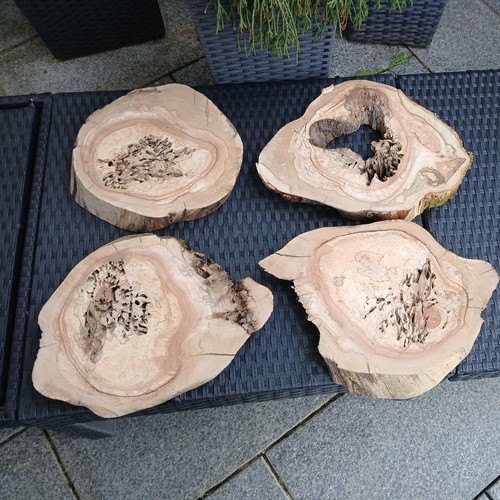 Kernfaule gestockte - kernfaule,