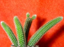 Hildewintera Helms Neue  14 cm groß Kaktus