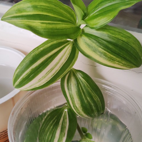 Tradescantia zebrakraut - tradescantia,