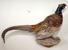 Schöner Jagdfasan Pheasant
