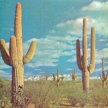 State of the Art Is on Fire von Rocket from the Crypt | CD | Zustand sehr gut